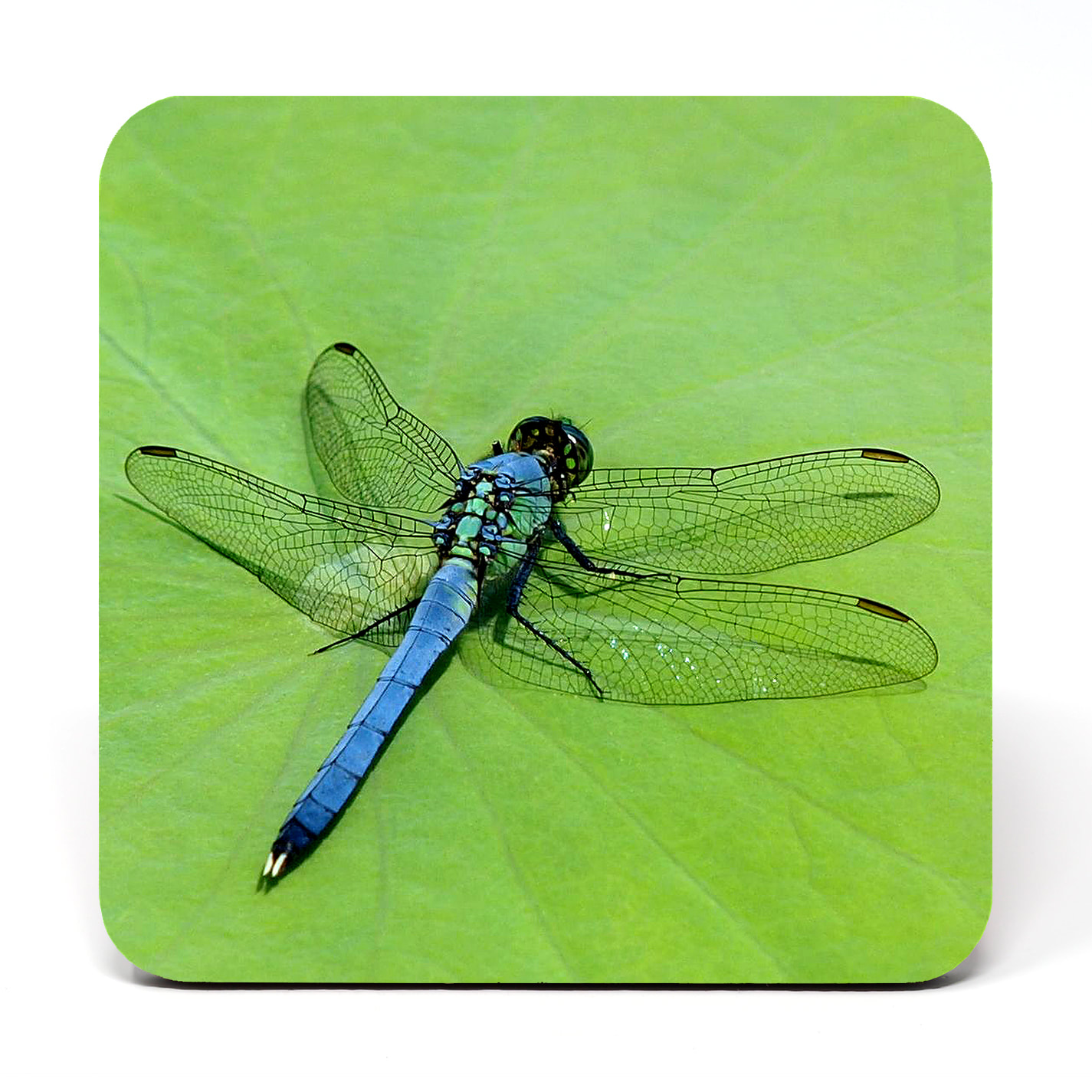 Dragonflies (set of 4 coasters) by Chris Fedderson