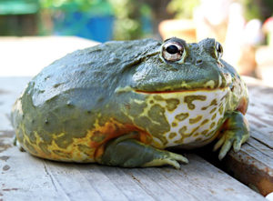 Pyxel (African Pixie Frog)