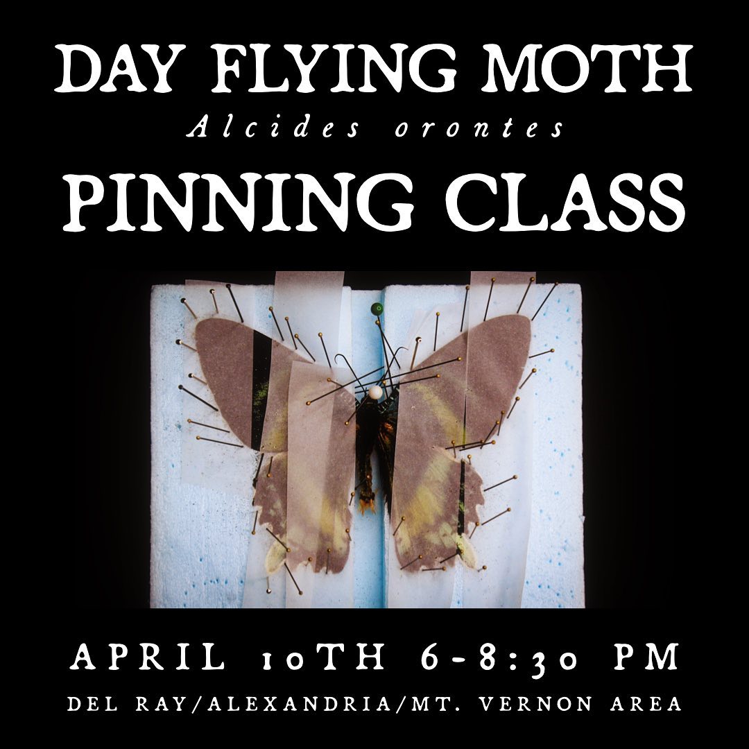Day Flying Moth Pinning Class, April 10, 6-8:30pm