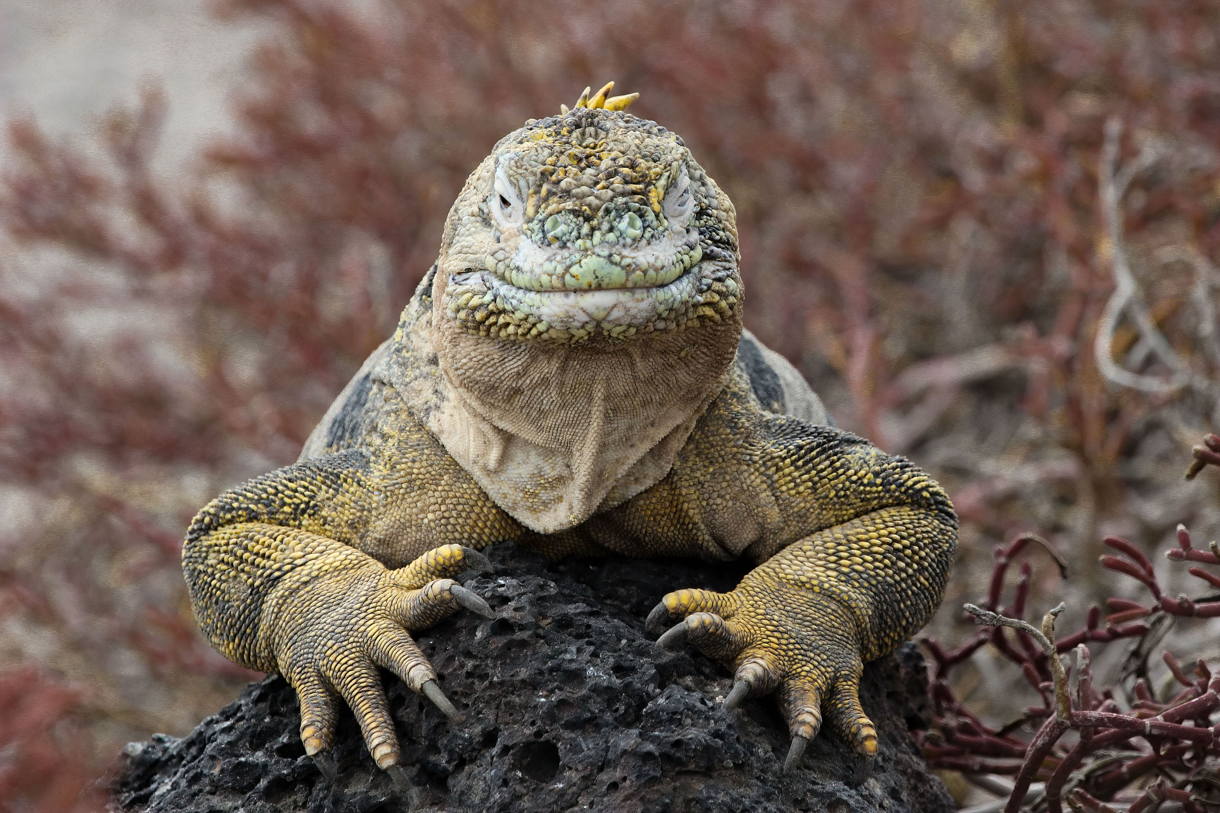 Smiling Iguana (Galapagos) by TJ Feeley