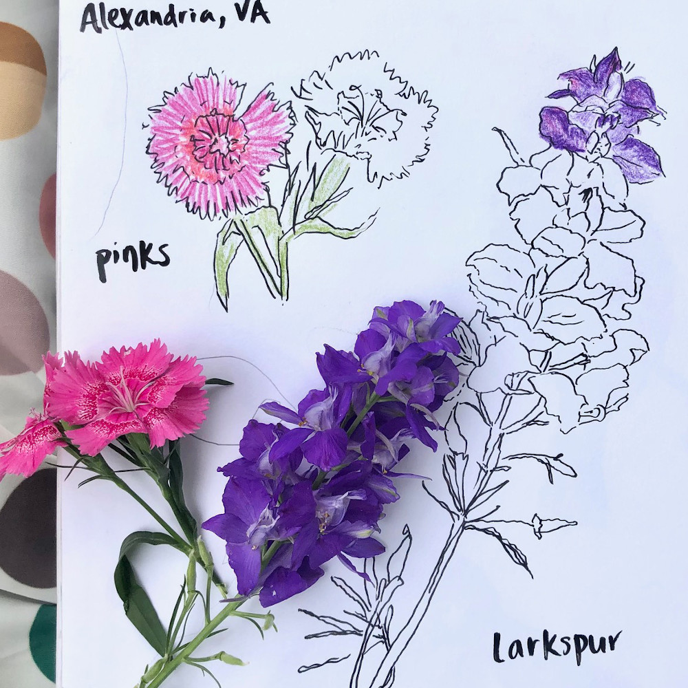 Nature Journaling Club: Alexandria flowers by Meredith D’Amore