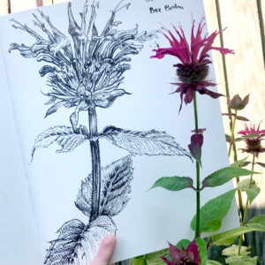 Nature Journaling Club: Bee Balm drawing by Meredith D’Amore