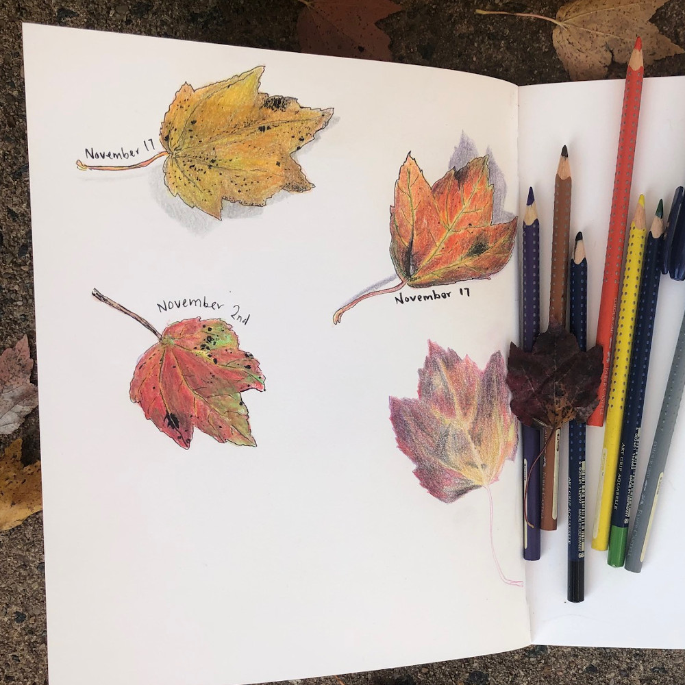 Nature Journaling Club: November leaves by Meredith D’Amore