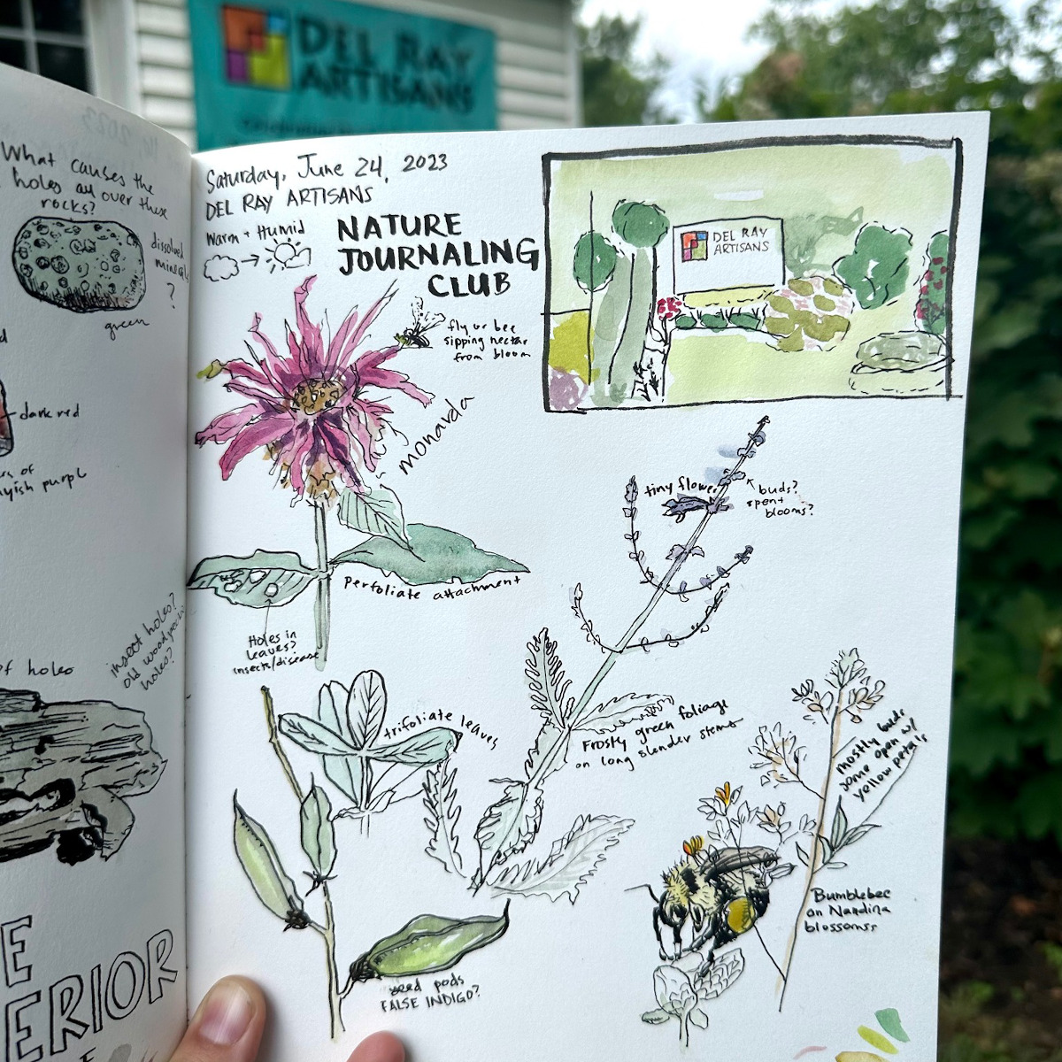 Nature Journaling Club - drawing by Meredith D’Amore