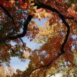 Detail of Backyard Beauty by Robyn Seaton McGarry