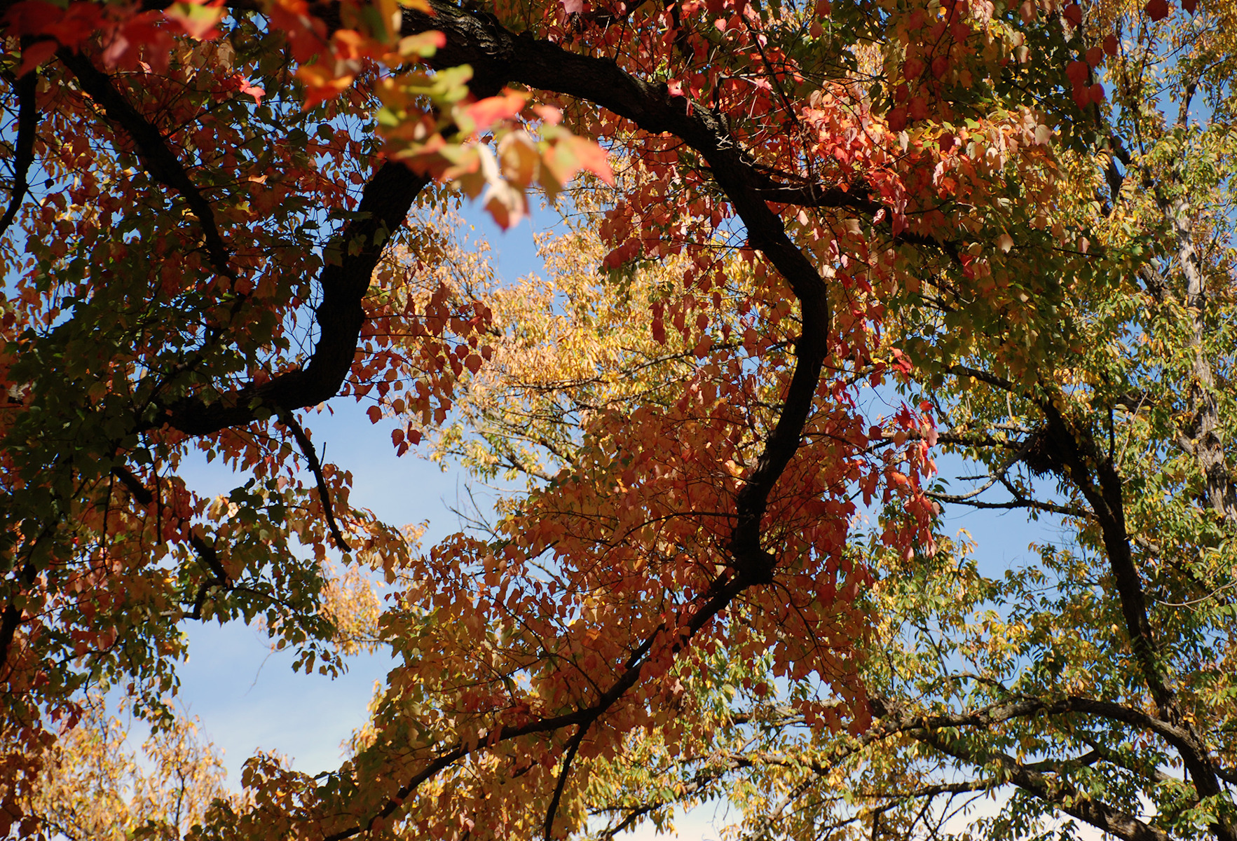 Backyard Beauty by Robyn Seaton McGarry